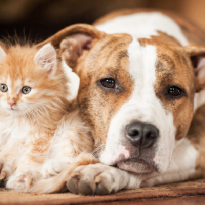 Cão castanho claro e branco e gato castanho claro de pelo longo deitados lado a lado