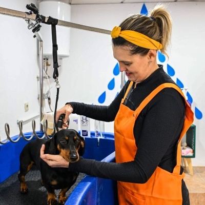 Banhos e tosquias - Dog grooming - Cortes de raça