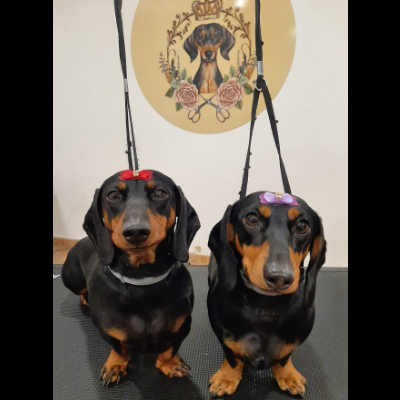 Cuide do Seu Melhor Amigo: Banho de Inverno com Conforto e Carinho!