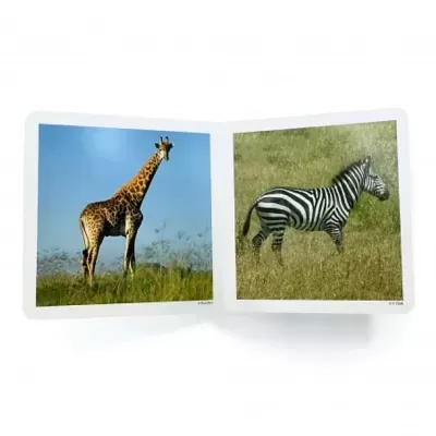 Os Animais Selvagens | Nowordbooks