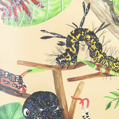 Borboletas - Vida Secreta | Edicare