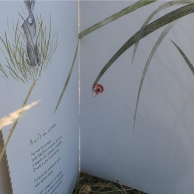 Livro aberto com desenhos de plantas entre ervas secas ao ar livre