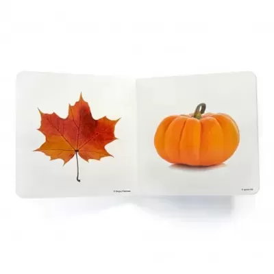 Laranja | Nowordbooks