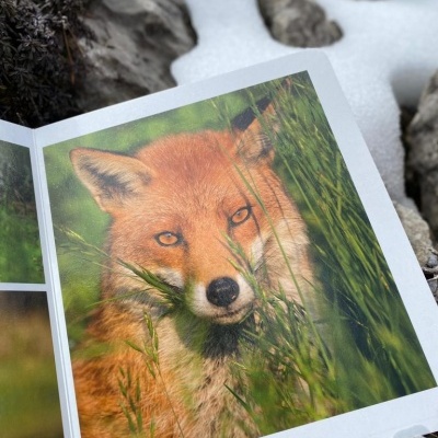 Livro Grande dos Animais do Bosque | Nowordbooks