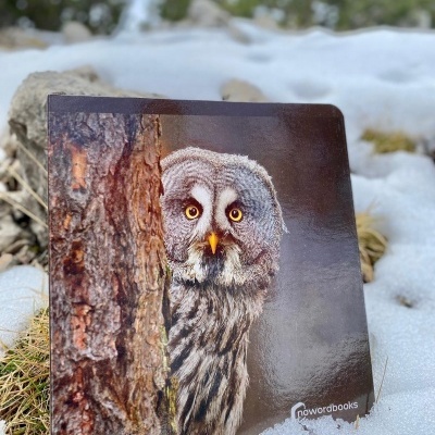 Livro Grande dos Animais do Bosque | Nowordbooks