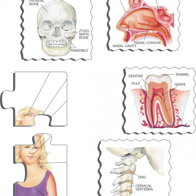 Puzzle O nosso Corpo [35 peças] | Larsen