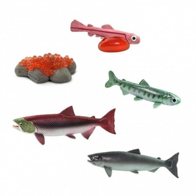 Ciclo de Vida do Salmão | Safari Ltd