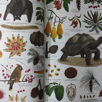 Árvores | Dinalivro