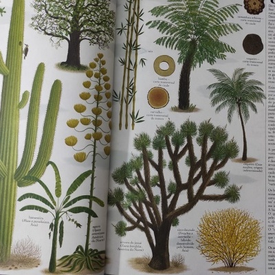 Árvores | Dinalivro