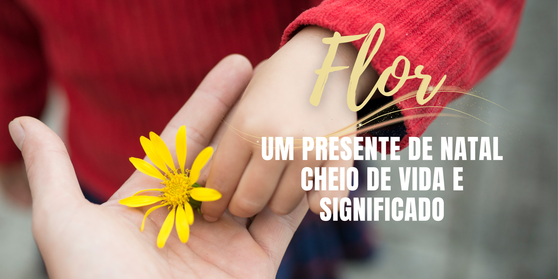 FLOR: um presente de Natal cheio de vida e significado🎄