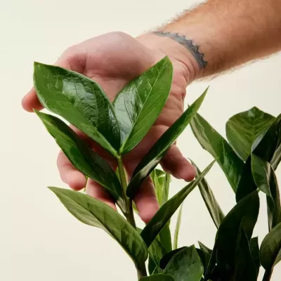 Zamioculcas&#x20;Zamiifolia&#x20;V14