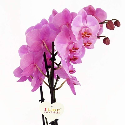 Orqu&#x00ED;dea&#x20;Phalaenopsis&#x20;Rosa
