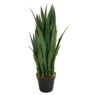 Espada&#x20;de&#x20;S&#x00E3;o&#x20;Jorge&#x20;Sansevieria&#x20;Trifasciata&#x20;V15