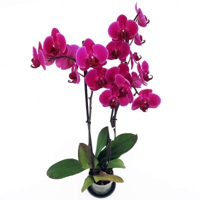 Orqu&#x00ED;dea&#x20;Phalaenopsis&#x20;Lil&#x00E1;s