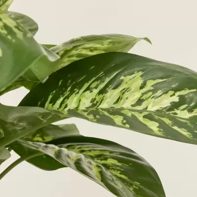 Comigo-Ningu&#x00E9;m-Pode&#x20;Aningapara&#x20;&#x28;Dieffenbachia&#x20;Seguine&#x20;V20&#x29;