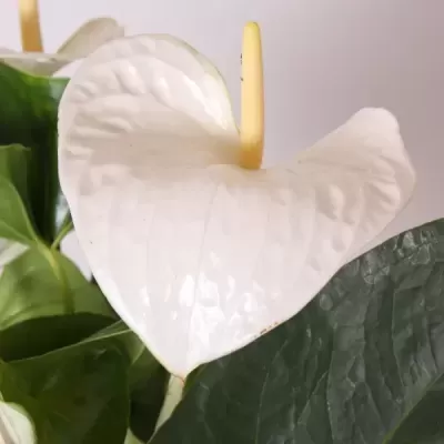 Ant&#x00FA;rio&#x20;-&#x20;Anthurium&#x20;V14