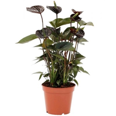 Ant&#x00FA;rio&#x20;-&#x20;Anthurium&#x20;V14