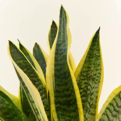Espada&#x20;de&#x20;Santa&#x20;B&#x00E1;rbara&#x20;Sansevieria&#x20;Trifasciata&#x20;V15
