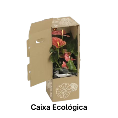 Ant&#x00FA;rio&#x20;-&#x20;Anthurium&#x20;V14