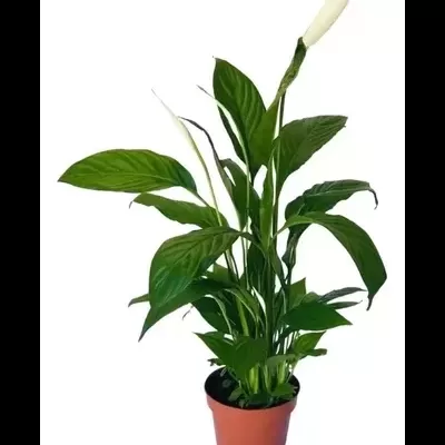 L&#x00ED;rio&#x20;da&#x20;Paz&#x20;Spathiphyllum&#x20;V17