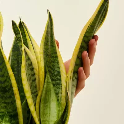 Espada&#x20;de&#x20;Santa&#x20;B&#x00E1;rbara&#x20;Sansevieria&#x20;Trifasciata&#x20;V15