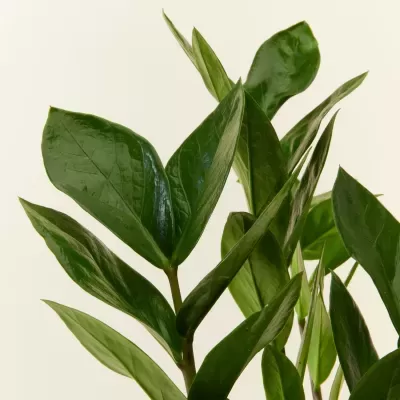 Zamioculcas&#x20;Zamiifolia&#x20;V14