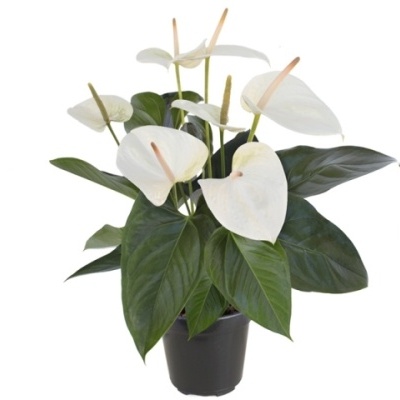 Ant&#x00FA;rio&#x20;-&#x20;Anthurium&#x20;V14