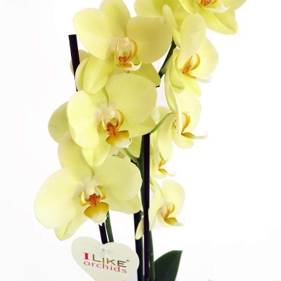 Orqu&#x00ED;dea&#x20;Phalaenopsis&#x20;Amarela
