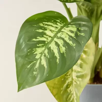 Comigo-Ningu&#x00E9;m-Pode&#x20;Aningapara&#x20;&#x28;Dieffenbachia&#x20;Seguine&#x20;V20&#x29;