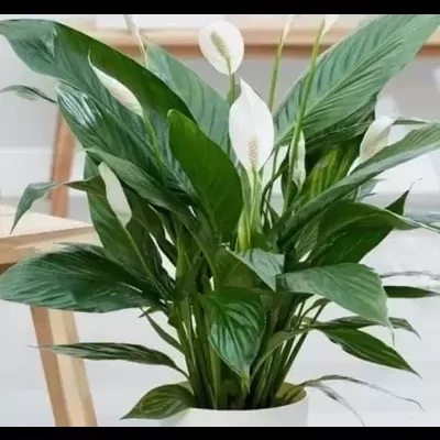 L&#x00ED;rio&#x20;da&#x20;Paz&#x20;Spathiphyllum&#x20;V17
