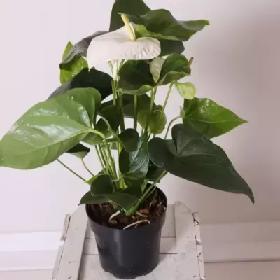 Ant&#x00FA;rio&#x20;-&#x20;Anthurium&#x20;V14