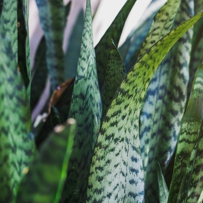 Espada&#x20;de&#x20;S&#x00E3;o&#x20;Jorge&#x20;Sansevieria&#x20;Trifasciata&#x20;V15