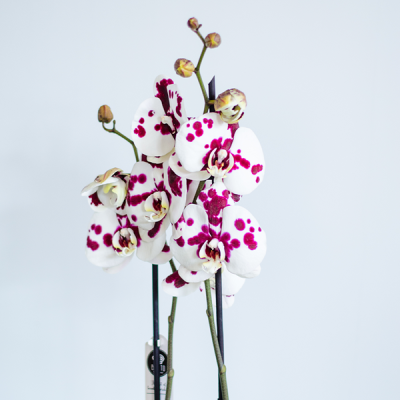 Orqu&#x00ED;dea&#x20;Phalaenopsis&#x20;Matizada&#x20;1