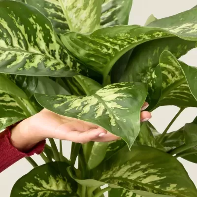 Comigo-Ningu&#x00E9;m-Pode&#x20;Aningapara&#x20;&#x28;Dieffenbachia&#x20;Seguine&#x20;V20&#x29;