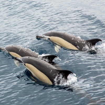 Passeio&#x2F;Pesca&#x20;de&#x20;Barco&#x20;a&#x20;Sudeste&#x20;da&#x20;&quot;Ilha&#x20;Terceira&quot;&#x20;&#x20;4h&#x20;&#x28;max.&#x20;6px&#x29;
