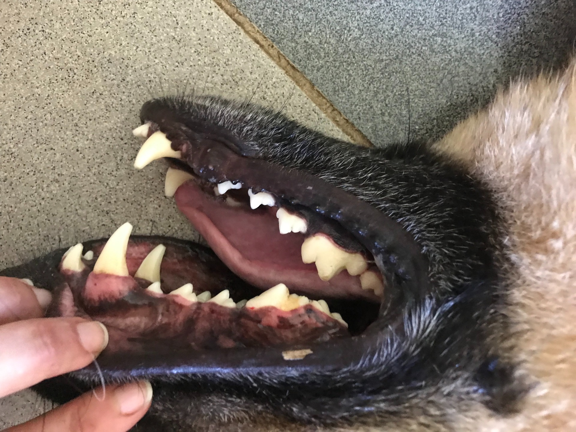 Tártaro e placa bacteriana em cães e gatos Tártaro e placa bacteriana em cães e gatos