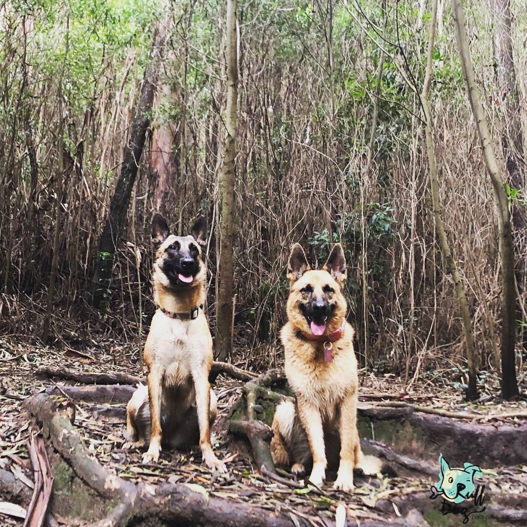 Os cães e o calor Os cães e o calor