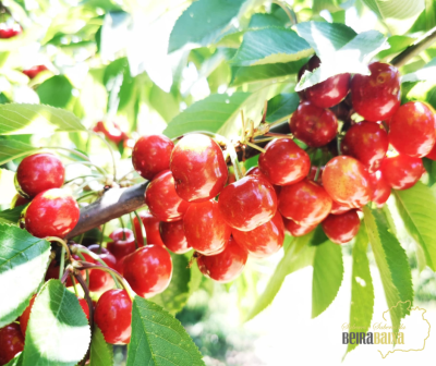 Fruta e Leguminosas da Beira Baixa