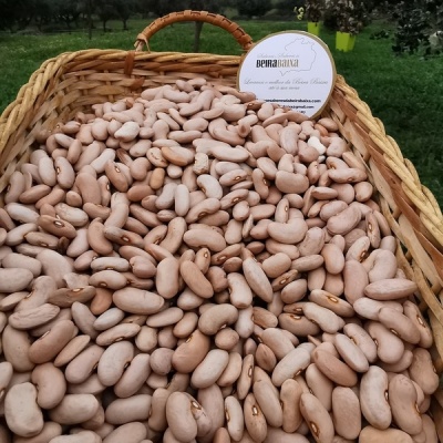 Feijão Manteiga da Lardosa, produção nacional tradicional