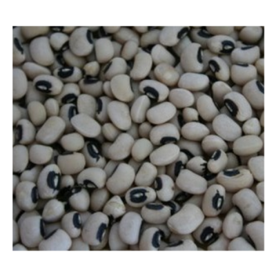 Feijão-frade "cara preta" da Lardosa - produção biológica