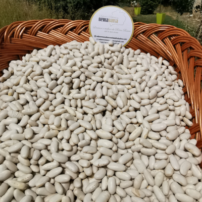 Feijão Branco da Lardosa, produção nacional tradicional