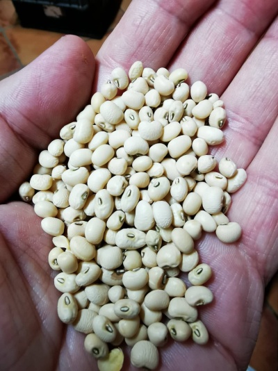 Mão segura feijão branco com manchas pretas