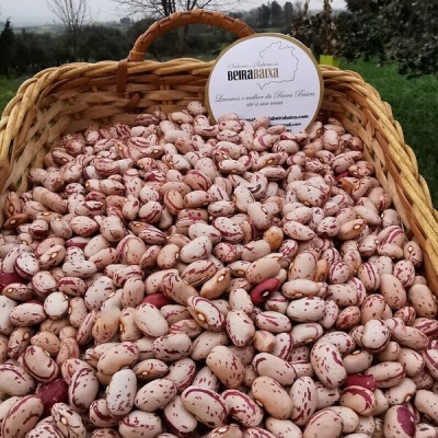 Feijão Catarino da Lardosa, produção nacional tradicional