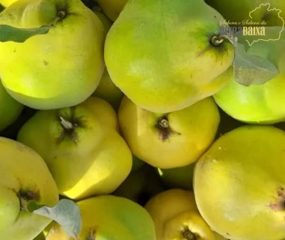 Marmelo variedade portuguesa - Cx de 5 Kg