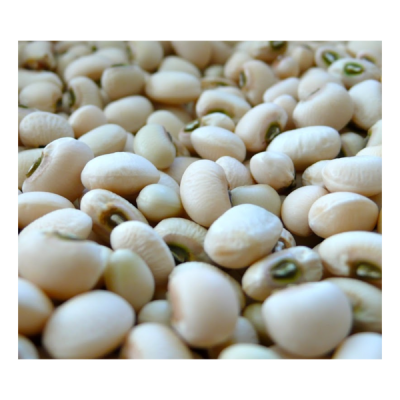 Feijão-frade "cara verde" da Lardosa - produção biológica