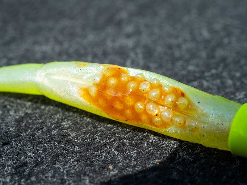 Fox Rage Scent Shad Fox Rage Scent Shad