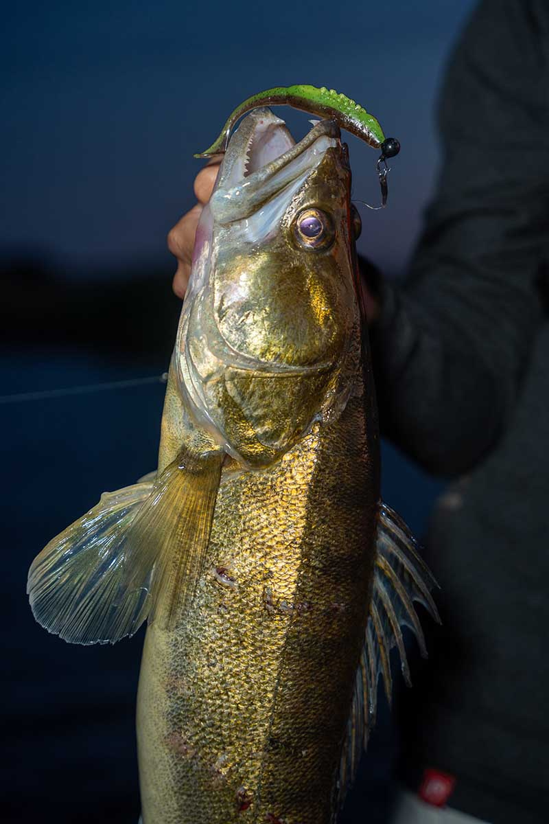 Fox Rage Scent Shad Fox Rage Scent Shad