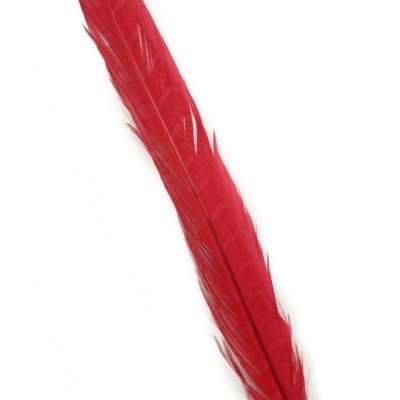 Pena longa vermelha sobre fundo branco