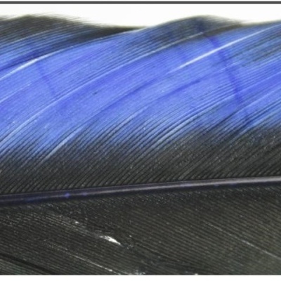 Pluma azul com detalhes brancos e pretos