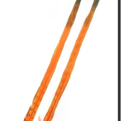 Duas penas longas laranja com pontas pretas sobre fundo branco